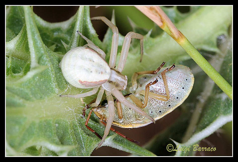 Runcinia grammica