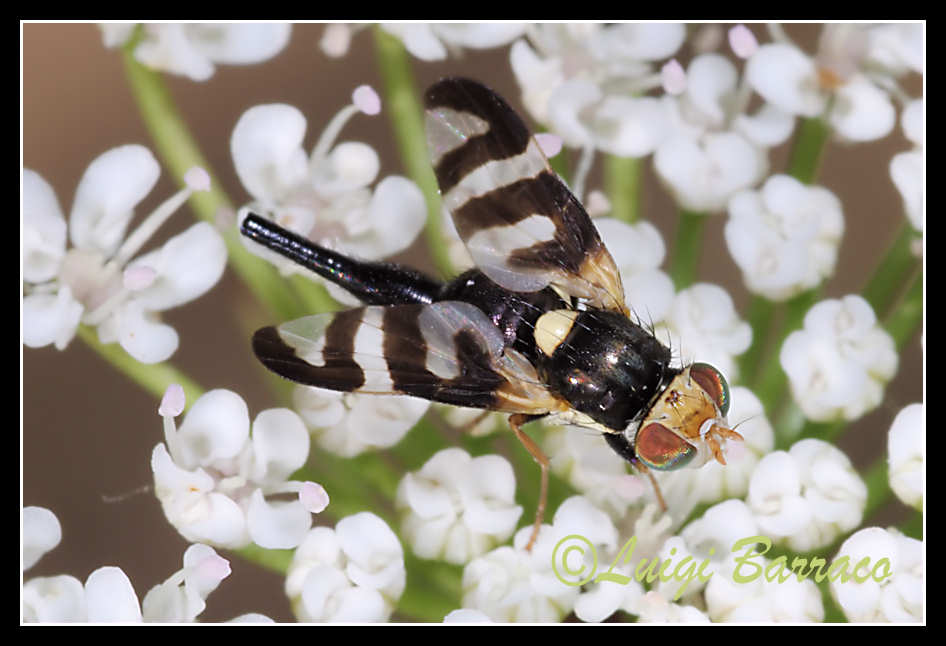 Urophora quadrifasciata