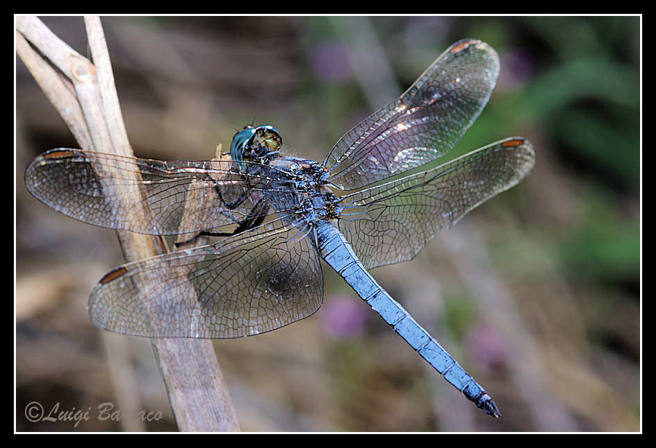 Orthetrum coerulescens