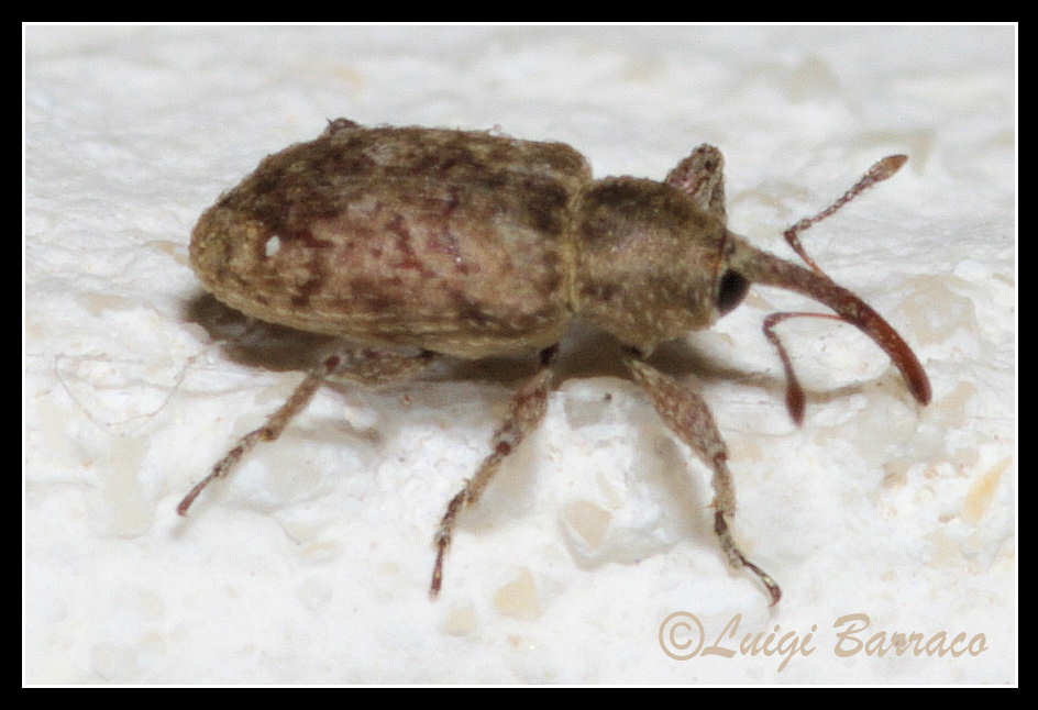 Curculio ?