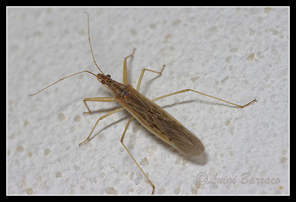 Nabidae: Nabidae capsiformis di Trapani