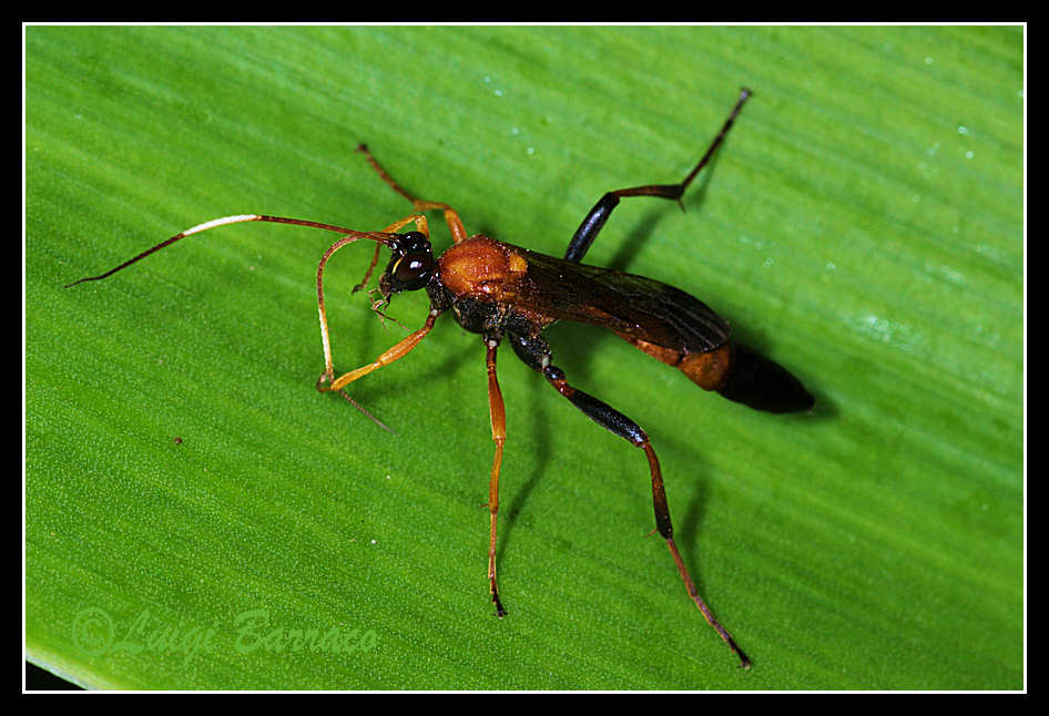 Ctenochares bicolorus (Ichneumoniodae)