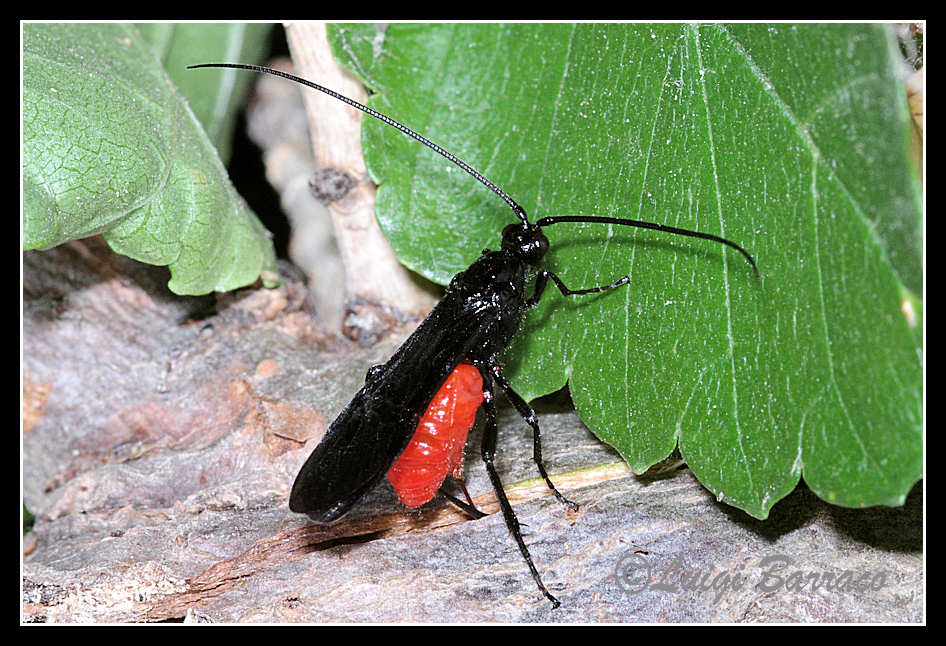 Misterioso Braconidae