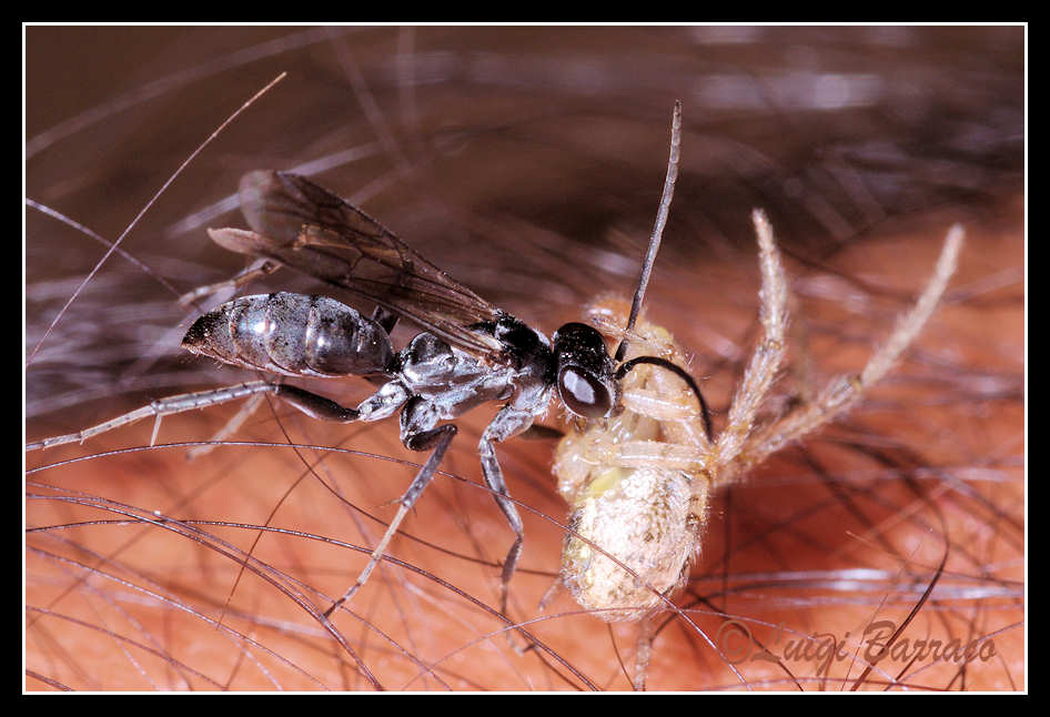 Pompilidae stakanovisti (con ragno)