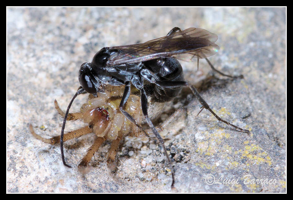 Pompilidae stakanovisti (con ragno)