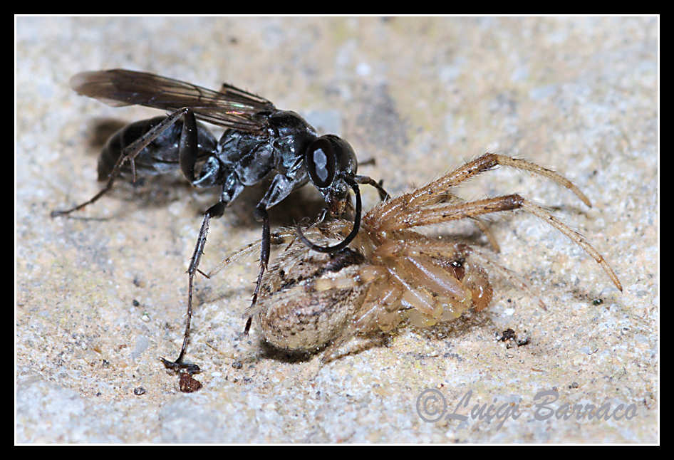 Pompilidae stakanovisti (con ragno)