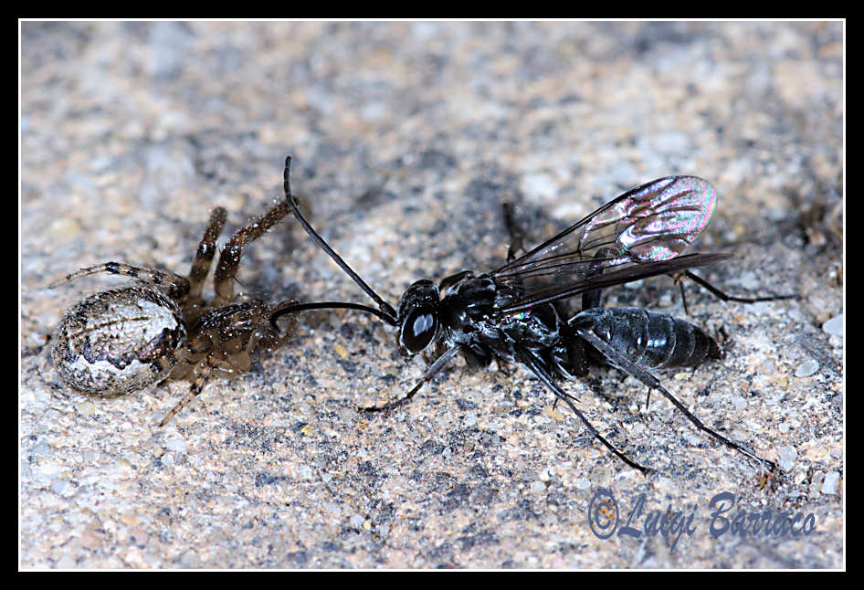 Pompilidae stakanovisti (con ragno)