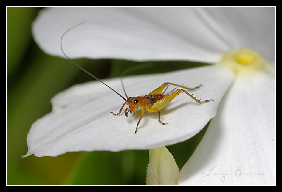 Piccolo e fragile