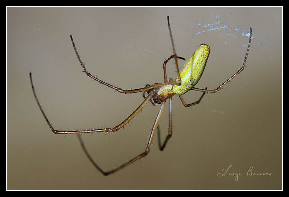 Tetragnatha