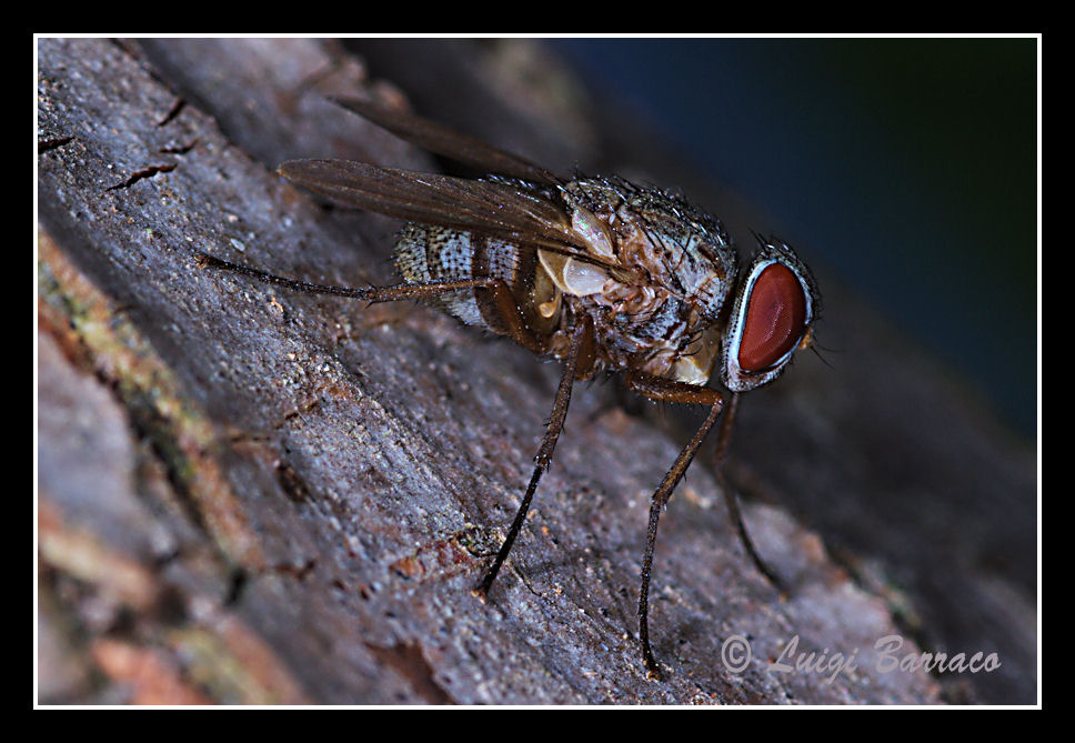 Dittero: Therobia leonidei