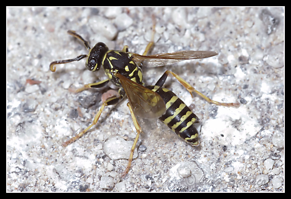 Gravidanza indesiderata (Polistes parassitate da Stylops sp.