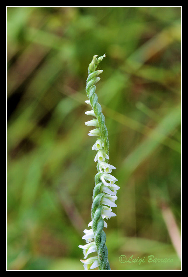 Spiranthes Spiralis bosco Scorace