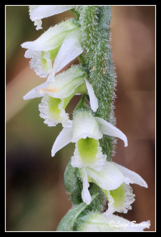 Spiranthes Spiralis bosco Scorace