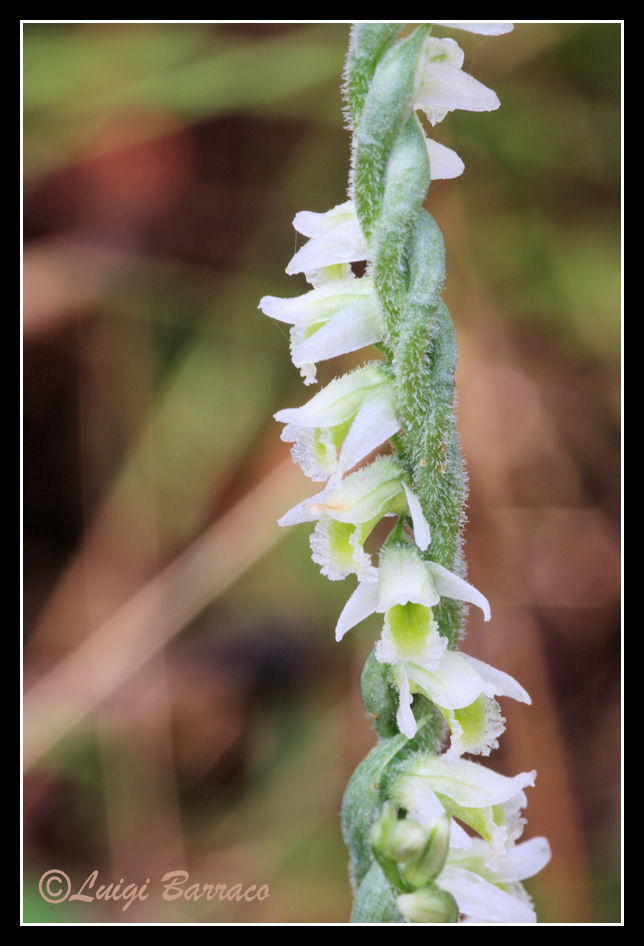 Spiranthes Spiralis bosco Scorace