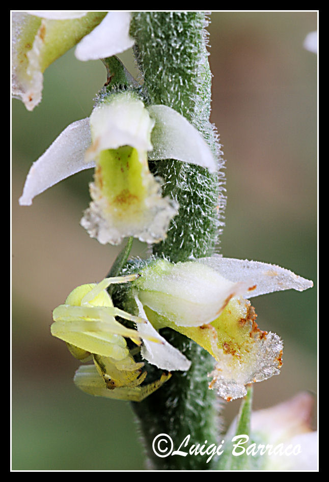 Misumena vatia su Spiranthes spiralis