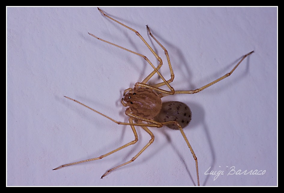 Scytodes sp.