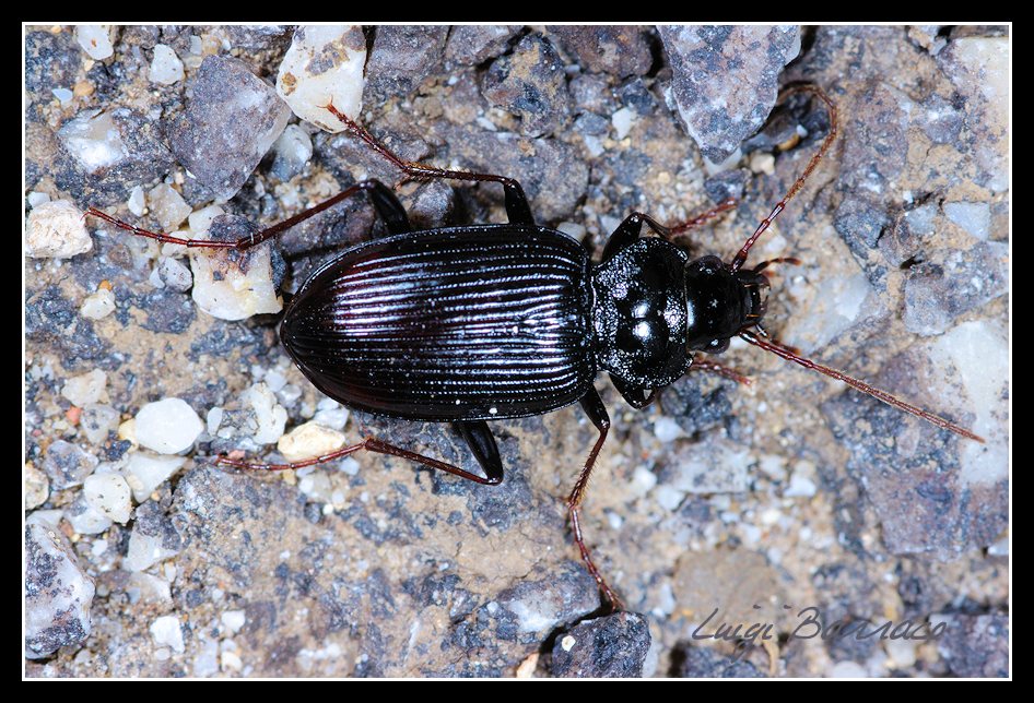 Carabide nero: Nebria andalusia