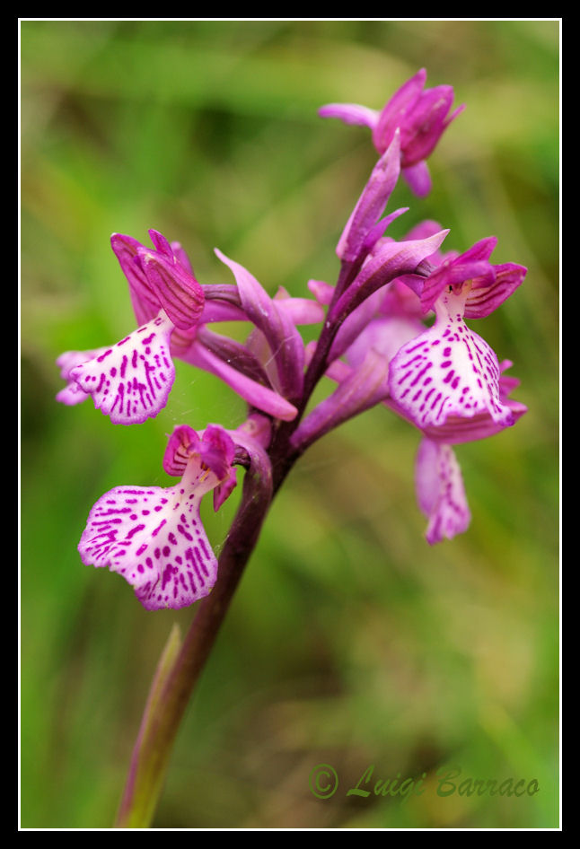 Anacamptis papilionacea x Anacamptis longicornu  ?