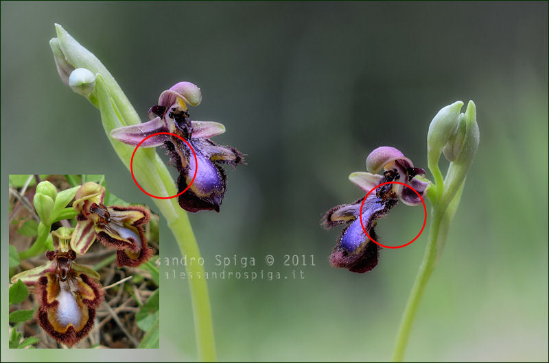 Ophrys speculum