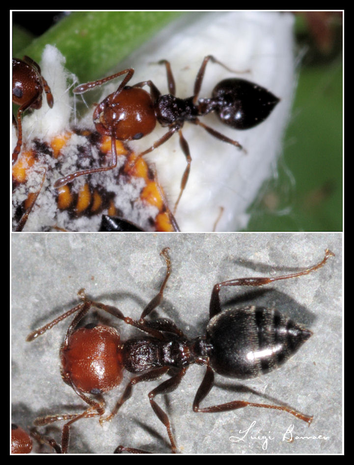 Crematogaster