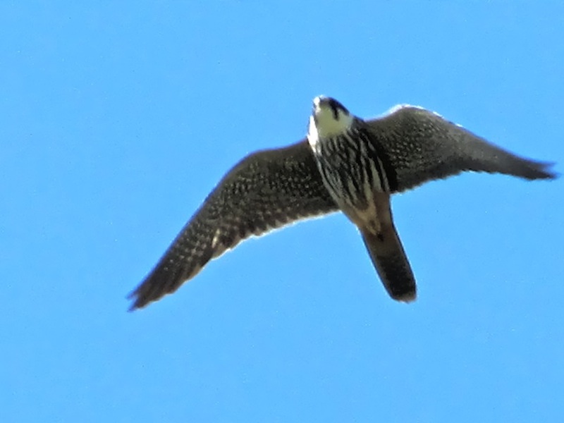 uccelli al parco Le Folaghe-Casei Gerola (Pv)