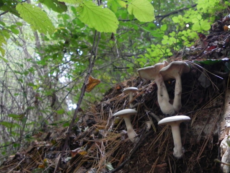 Clitocybe nivea?