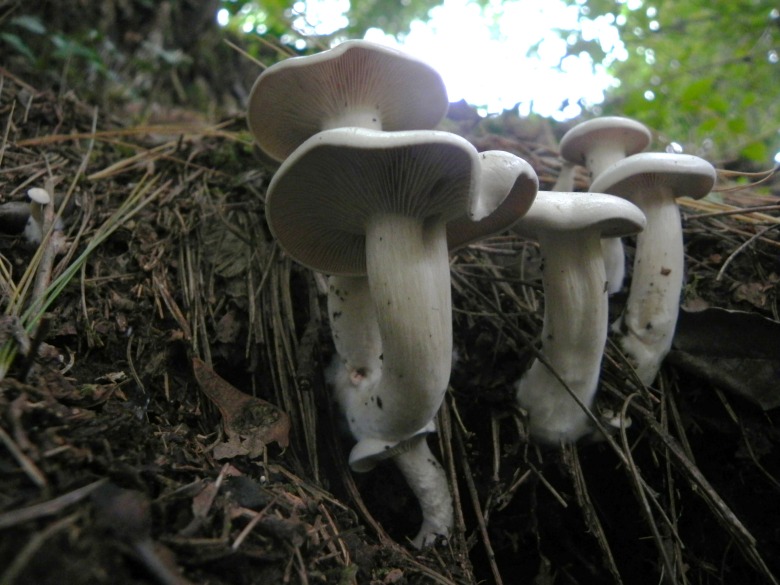 Clitocybe nivea?