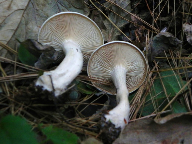 Clitocybe nivea?