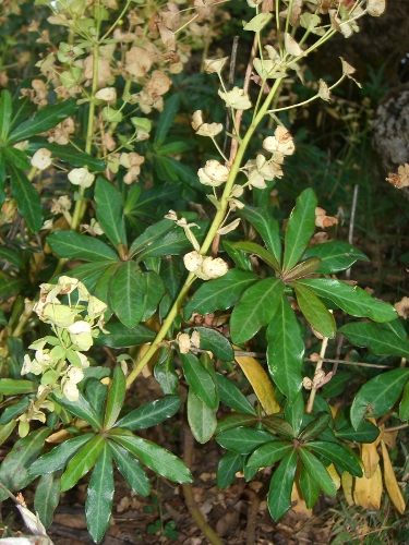 Euphorbia amygdaloides / Euforbia delle faggete