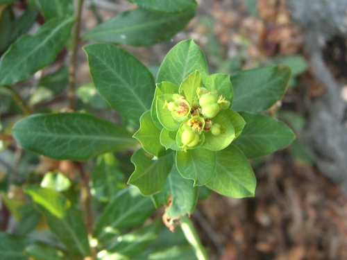 Euphorbia amygdaloides / Euforbia delle faggete