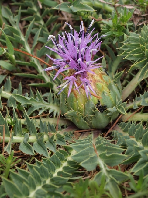 Carthamus (=Carduncellus) pinnatus /Cardoncello siciliano