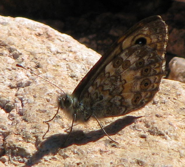 Corsica V : Lasiommata megera