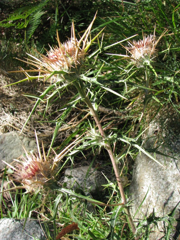 Saxifraga pedemontana subsp. cervicornis / Sassifraga sardo-corsa