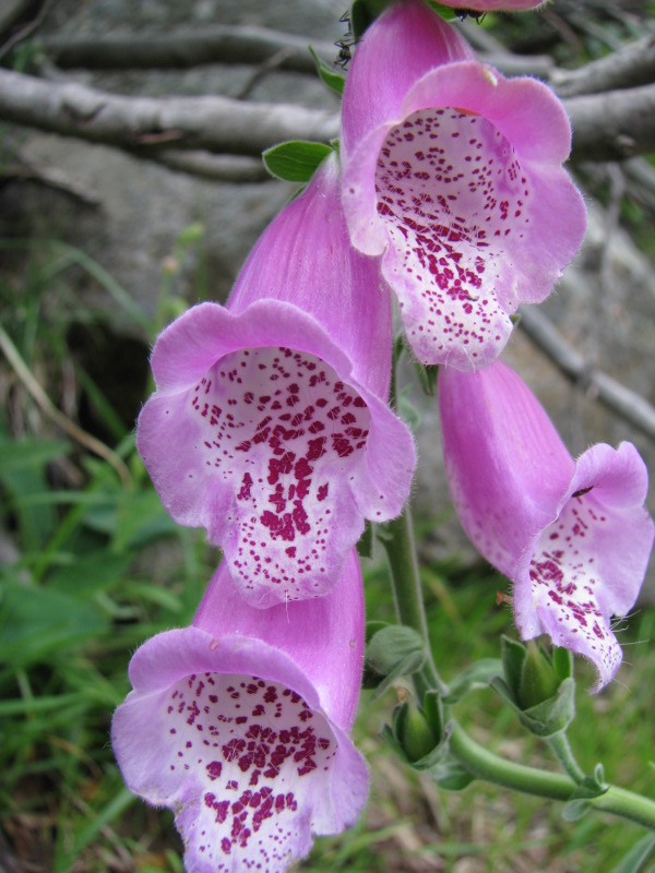 Digitalis purpurea / Digitale rossa