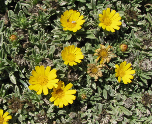 Pallenis maritima (=Asteriscus maritimus) / Asterisco marittimo