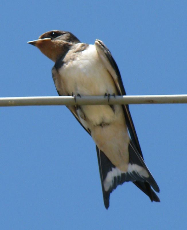 Hirundo rustica?