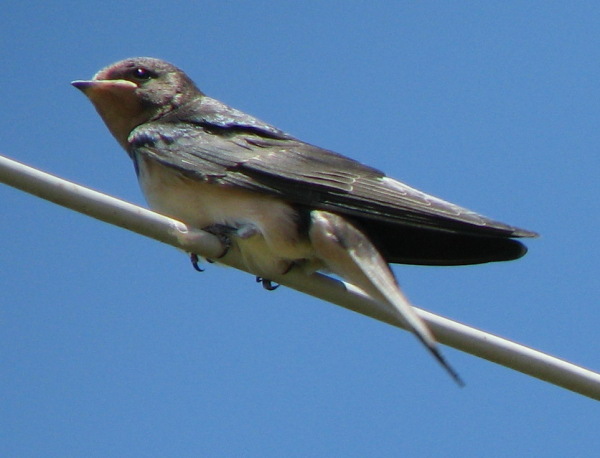 Hirundo rustica?