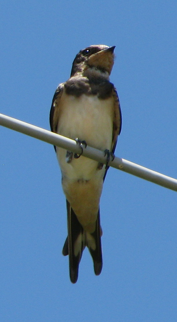 Hirundo rustica?