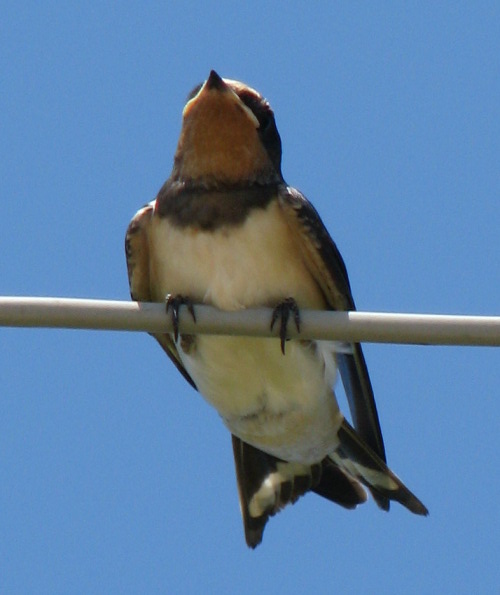 Hirundo rustica?