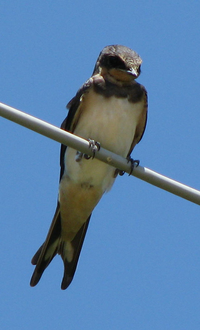 Hirundo rustica?