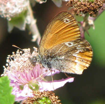 Corsica I : Coenonympha corinna