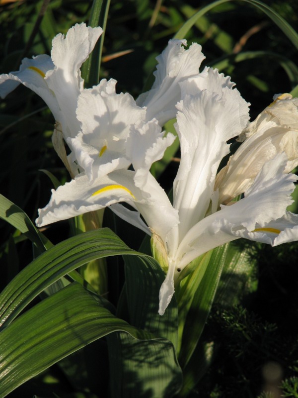 Iris planifolia / Giaggiolo bulboso