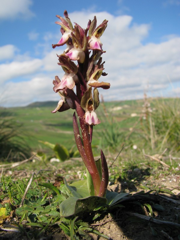 A. collina