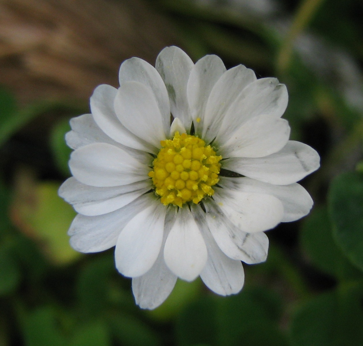 litorale trapani - Bellis annua