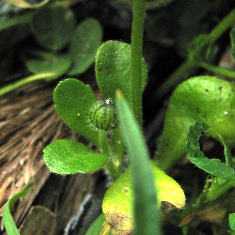 litorale trapani - Bellis annua