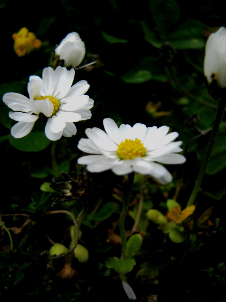 litorale trapani - Bellis annua