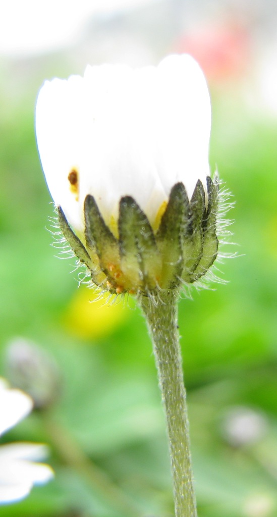 litorale trapani - Bellis annua