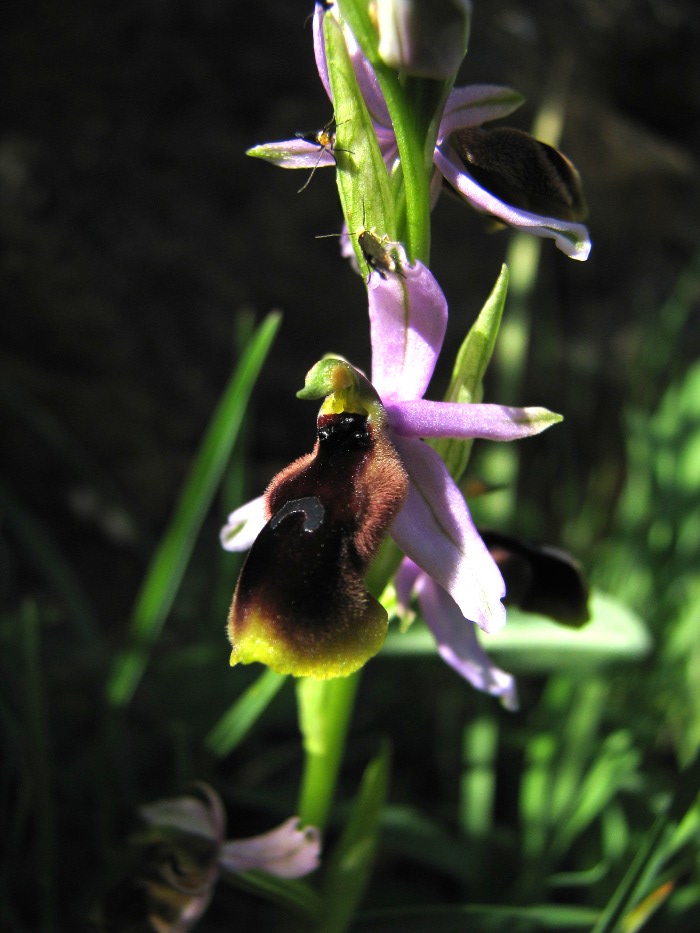 Ophrys lunulata