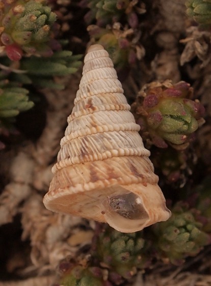 Trochoidea caroni sulla scogliera di Terrasini