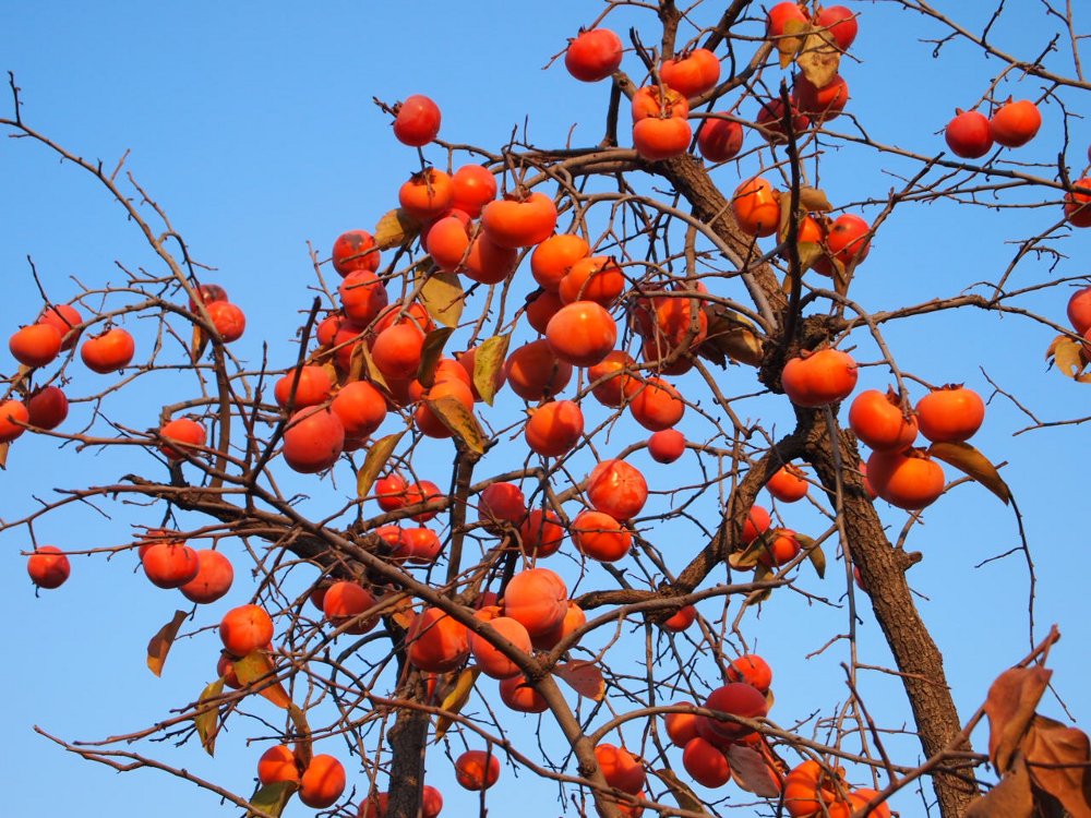 Diospyros lotus / Albero di S.Andrea